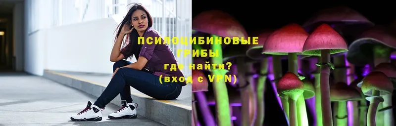 Галлюциногенные грибы Psilocybe  Курчалой 